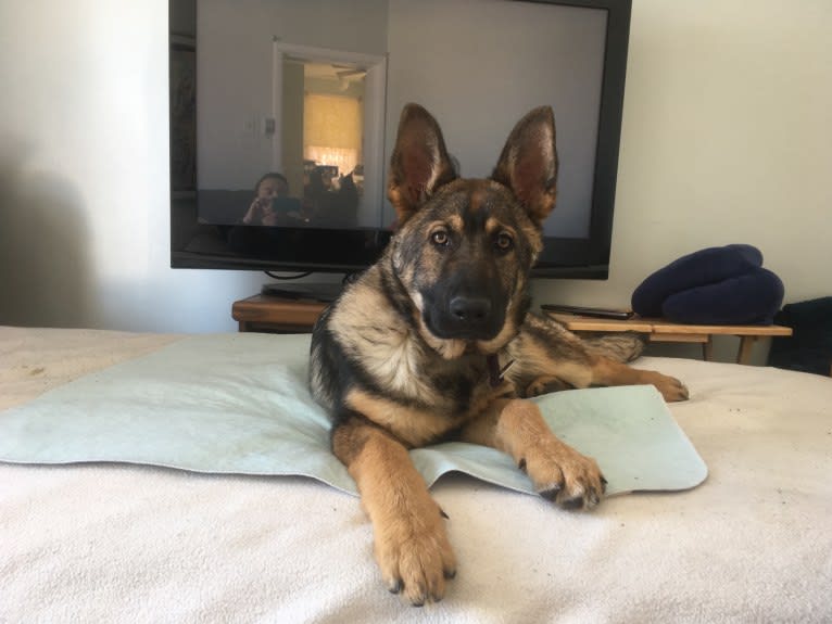 Sarge, a German Shepherd Dog tested with EmbarkVet.com