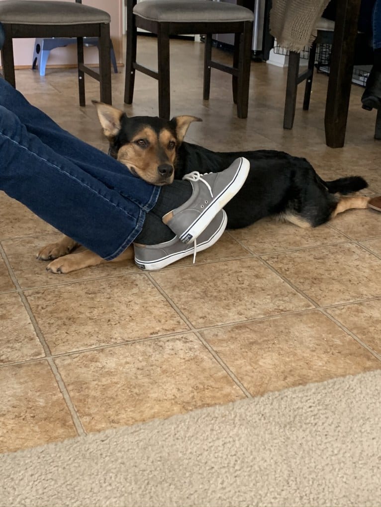 Luna, an Australian Cattle Dog and Labrador Retriever mix tested with EmbarkVet.com