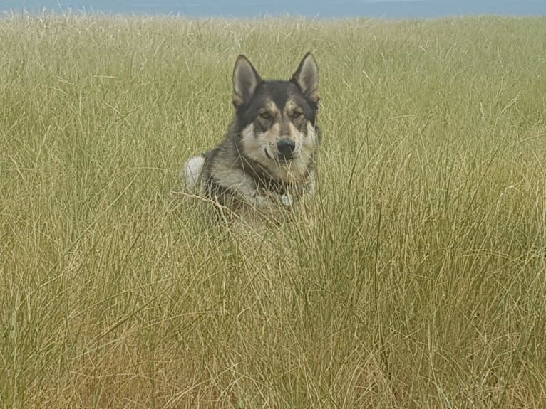 Kalen, a German Shepherd Dog and Siberian Husky mix tested with EmbarkVet.com