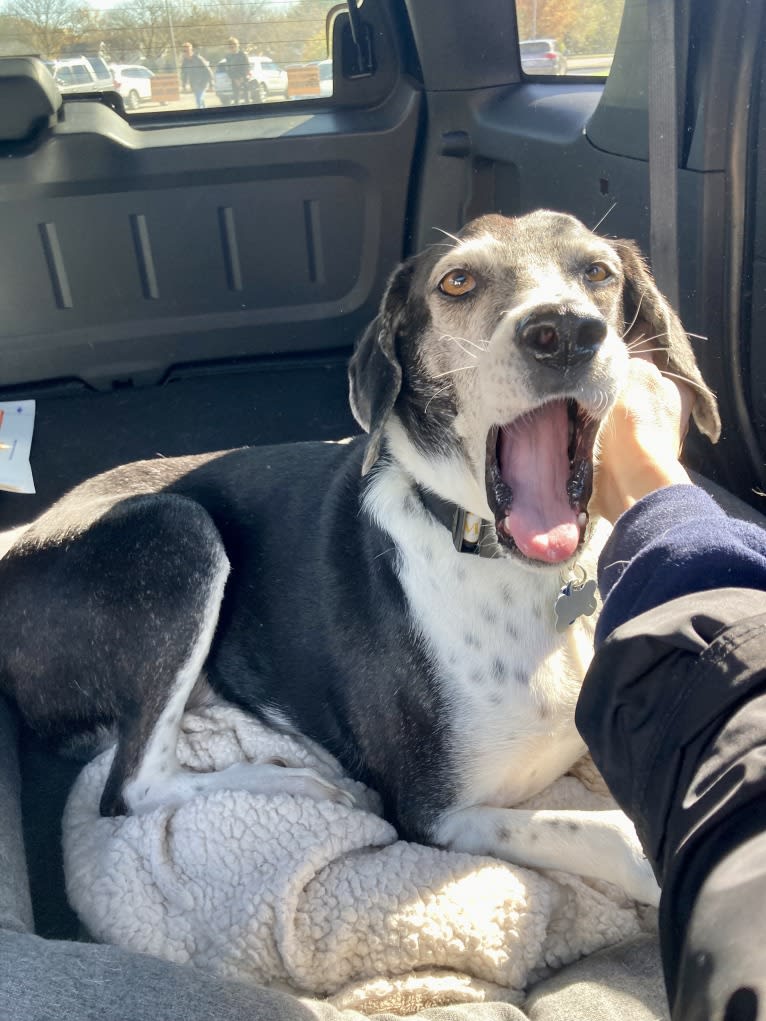 Jasper, a Mountain Cur tested with EmbarkVet.com