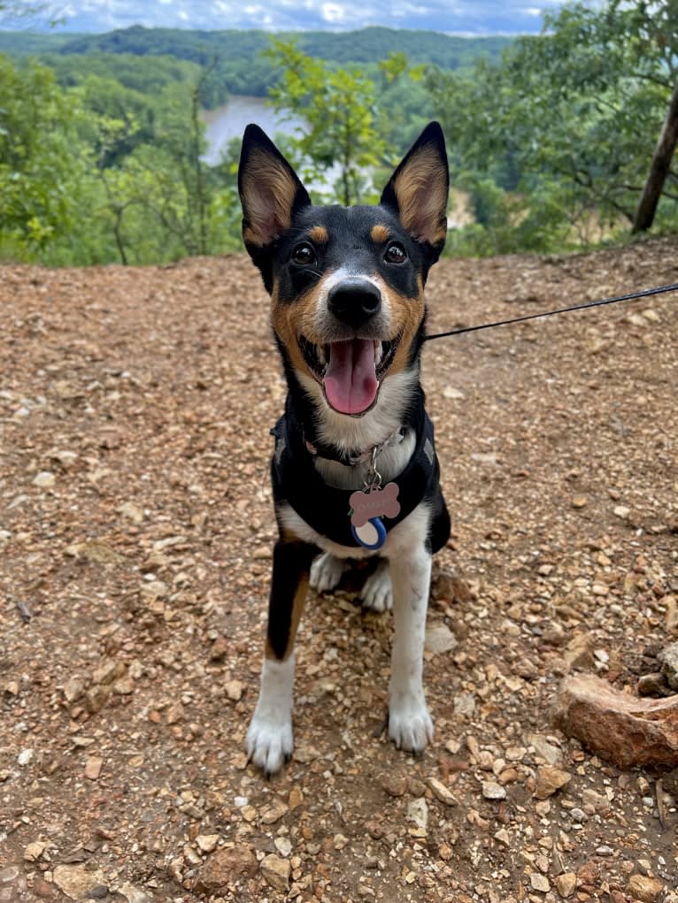Oakley, an Australian Cattle Dog and Pembroke Welsh Corgi mix tested with EmbarkVet.com