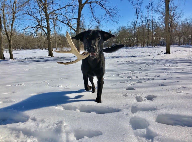 Photo of Copenhagen Longcut Wintergreen, a Golden Retriever, Labrador Retriever, Treeing Walker Coonhound, and Norwegian Elkhound mix in Lovettsville, Virginia, USA