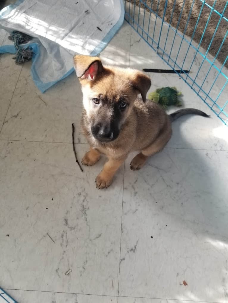 Parker, a German Shepherd Dog and Belgian Malinois mix tested with EmbarkVet.com