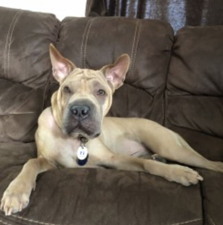 Linus, a Chinese Shar-Pei and German Shepherd Dog mix tested with EmbarkVet.com