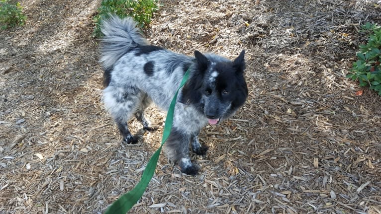 Jadie, a German Shepherd Dog and Chow Chow mix tested with EmbarkVet.com