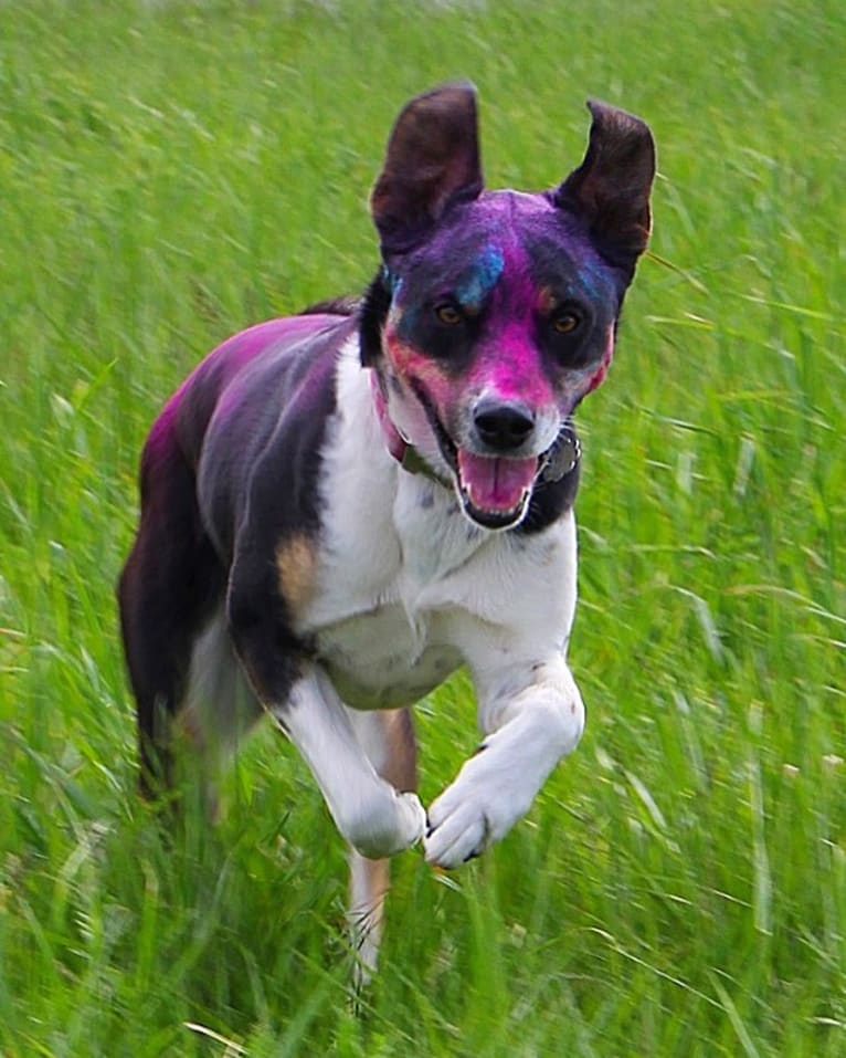 Gypsy, a Siberian Husky and American Pit Bull Terrier mix tested with EmbarkVet.com