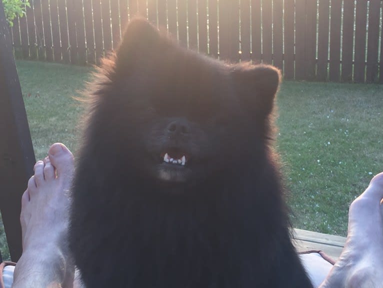 Marlin, a Pomeranian tested with EmbarkVet.com