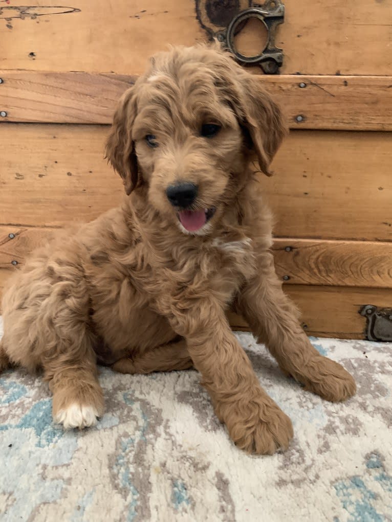 Black Collar, a Goldendoodle tested with EmbarkVet.com