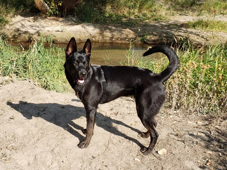 Echo, a Rottweiler and Siberian Husky mix tested with EmbarkVet.com