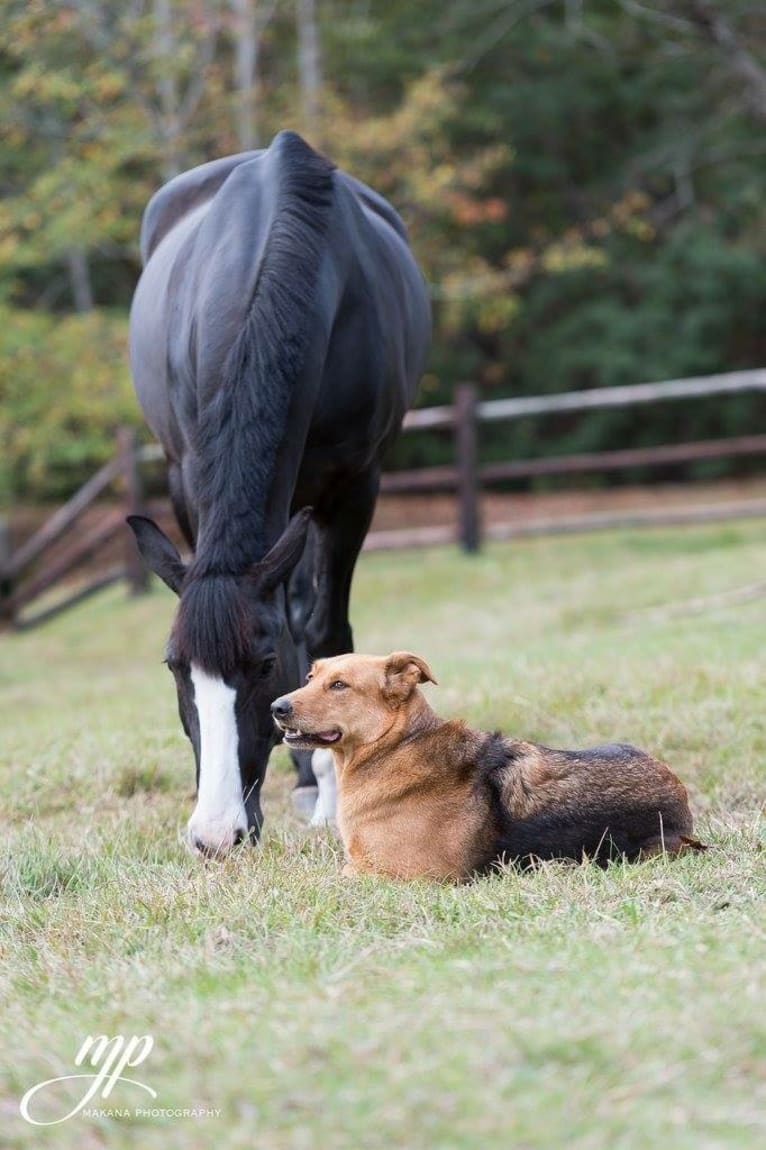 Rambo, a Labrador Retriever and Golden Retriever mix tested with EmbarkVet.com