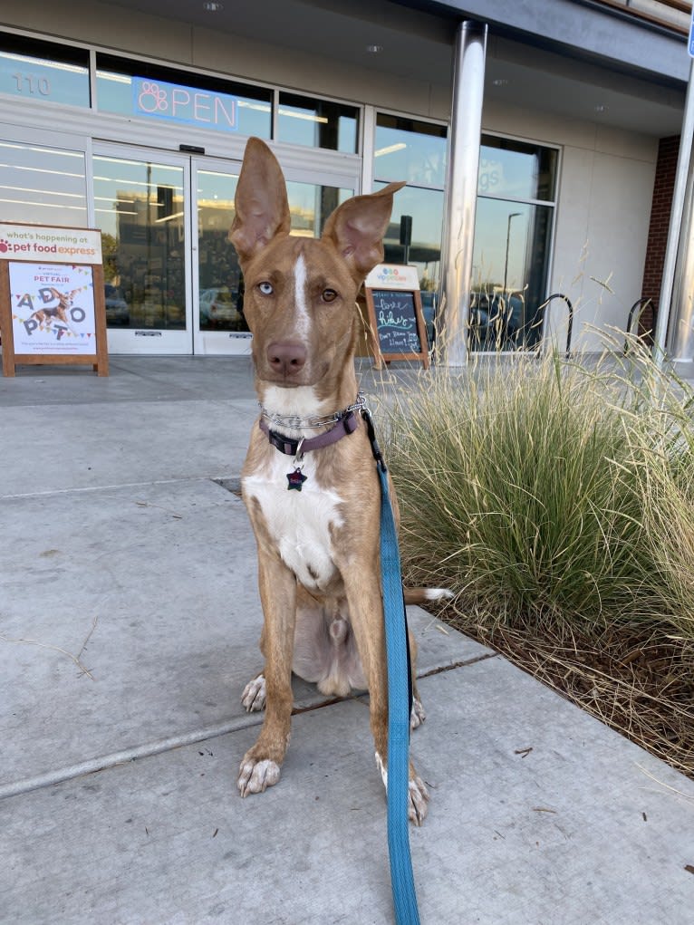Photo of Raisin, an American Pit Bull Terrier, German Shepherd Dog, Australian Cattle Dog, and Doberman Pinscher mix in Sacramento, California, USA