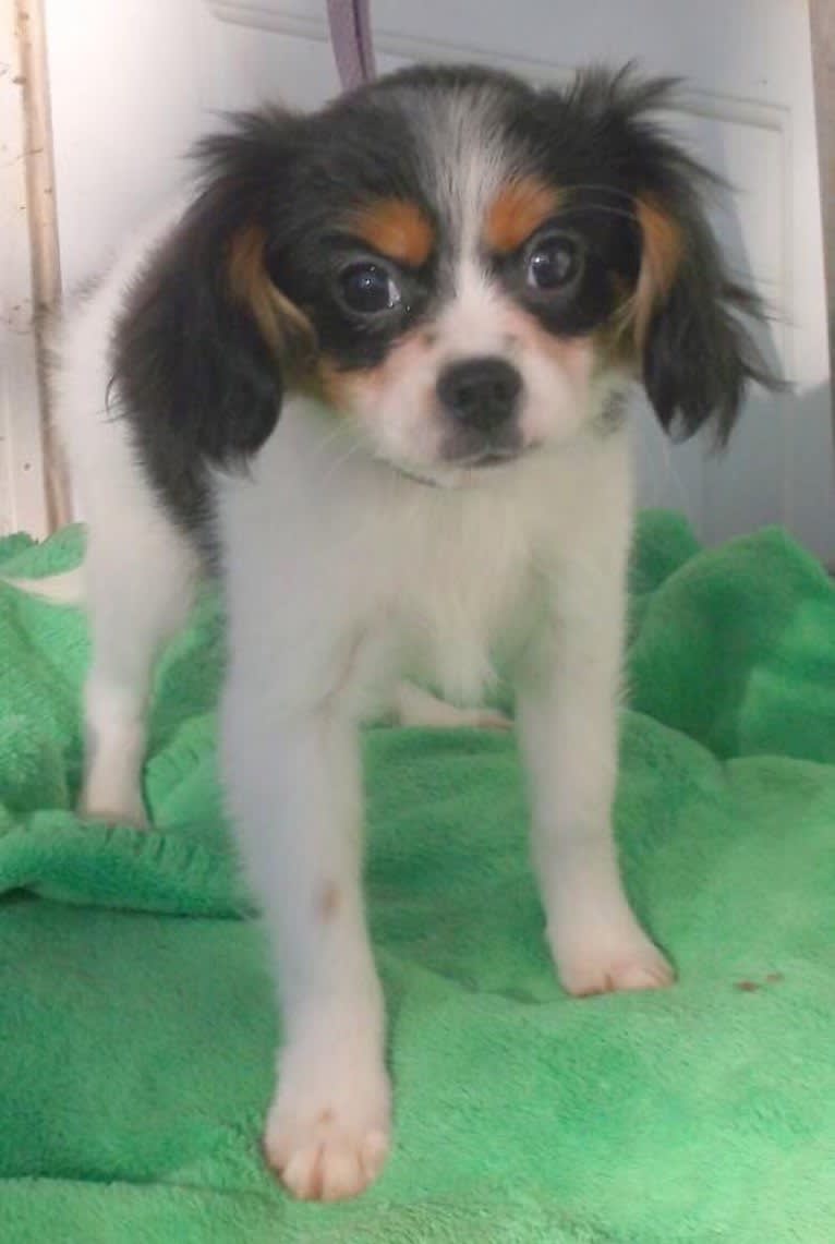 ROBBIE, a Cavalier King Charles Spaniel and Pomeranian mix tested with EmbarkVet.com