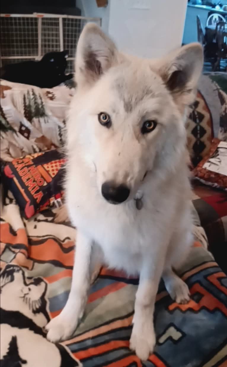 Valefor a dog tested with EmbarkVet.com