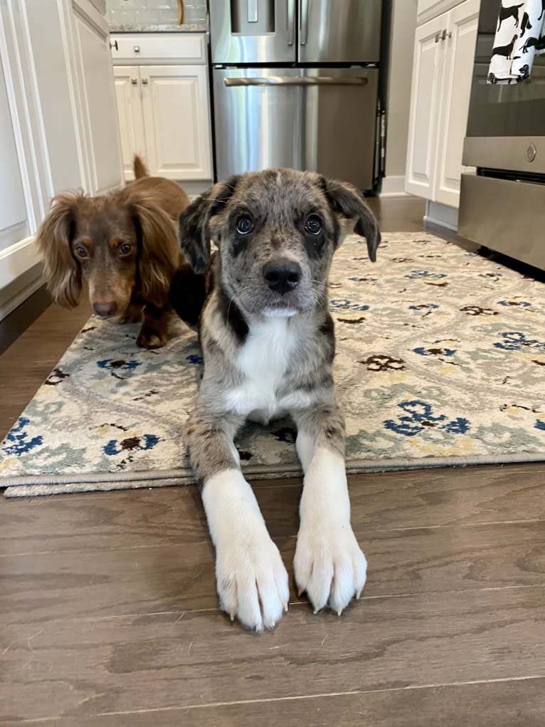 Tiller, a Great Pyrenees and German Shepherd Dog mix tested with EmbarkVet.com