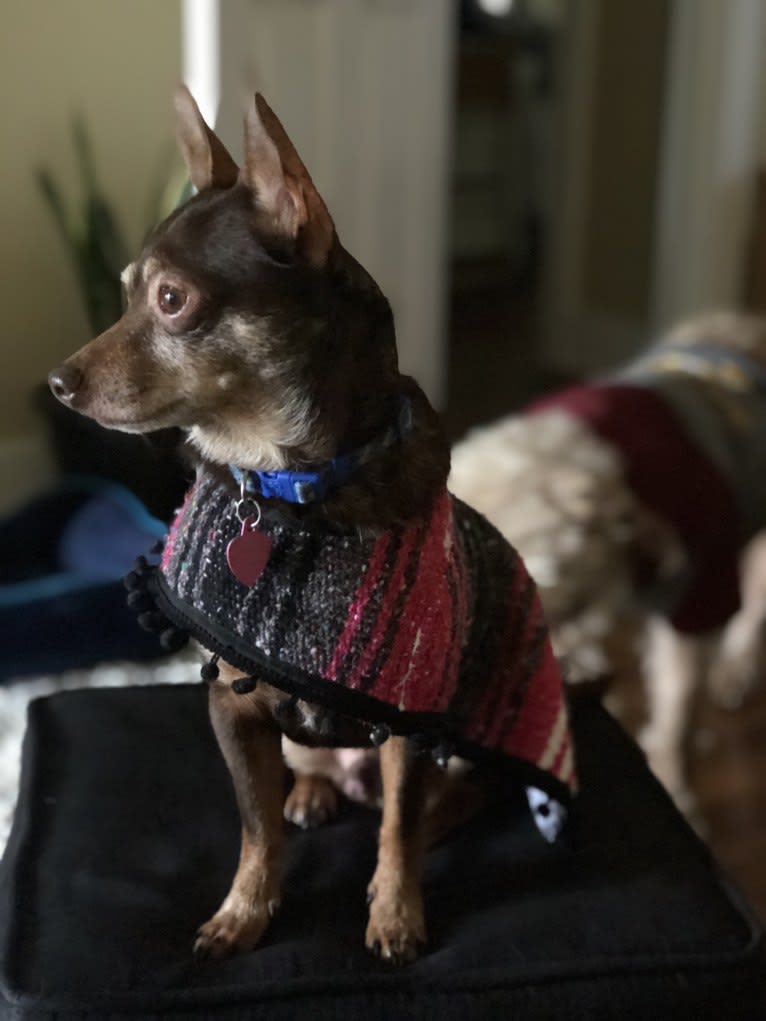 Ziggy, a Chihuahua and Dachshund mix tested with EmbarkVet.com