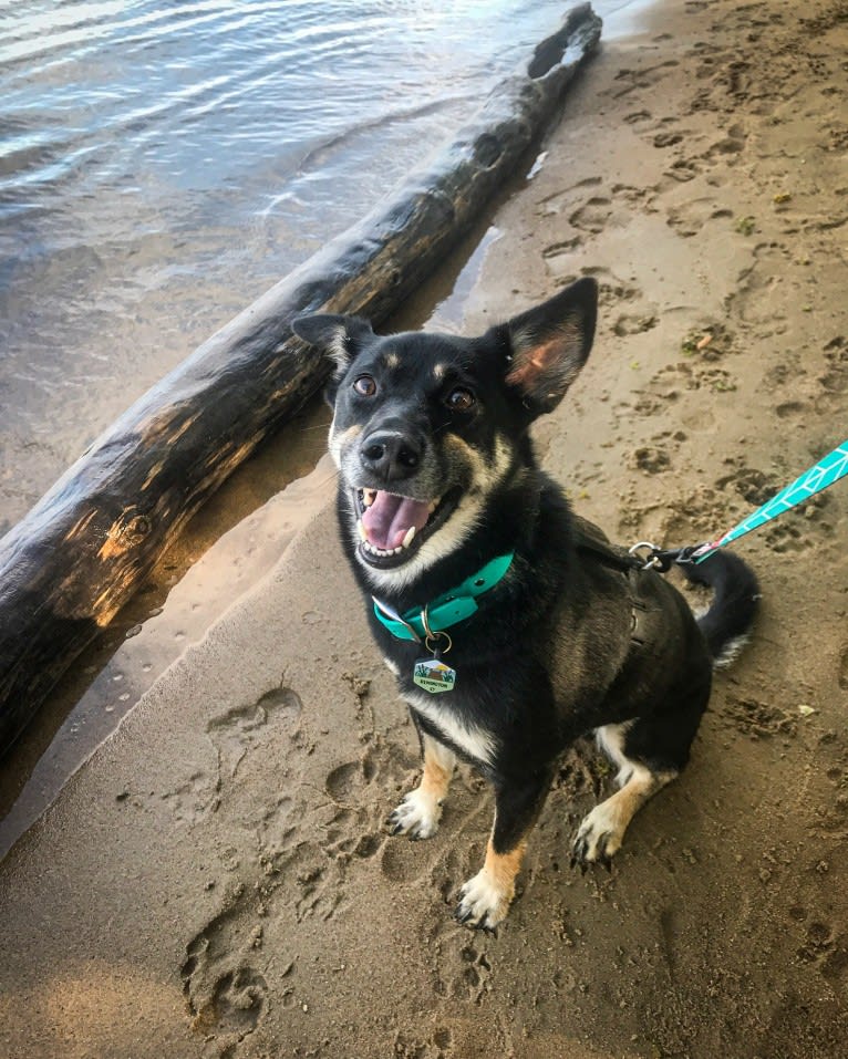 Remington, a Labrador Retriever and German Shepherd Dog mix tested with EmbarkVet.com