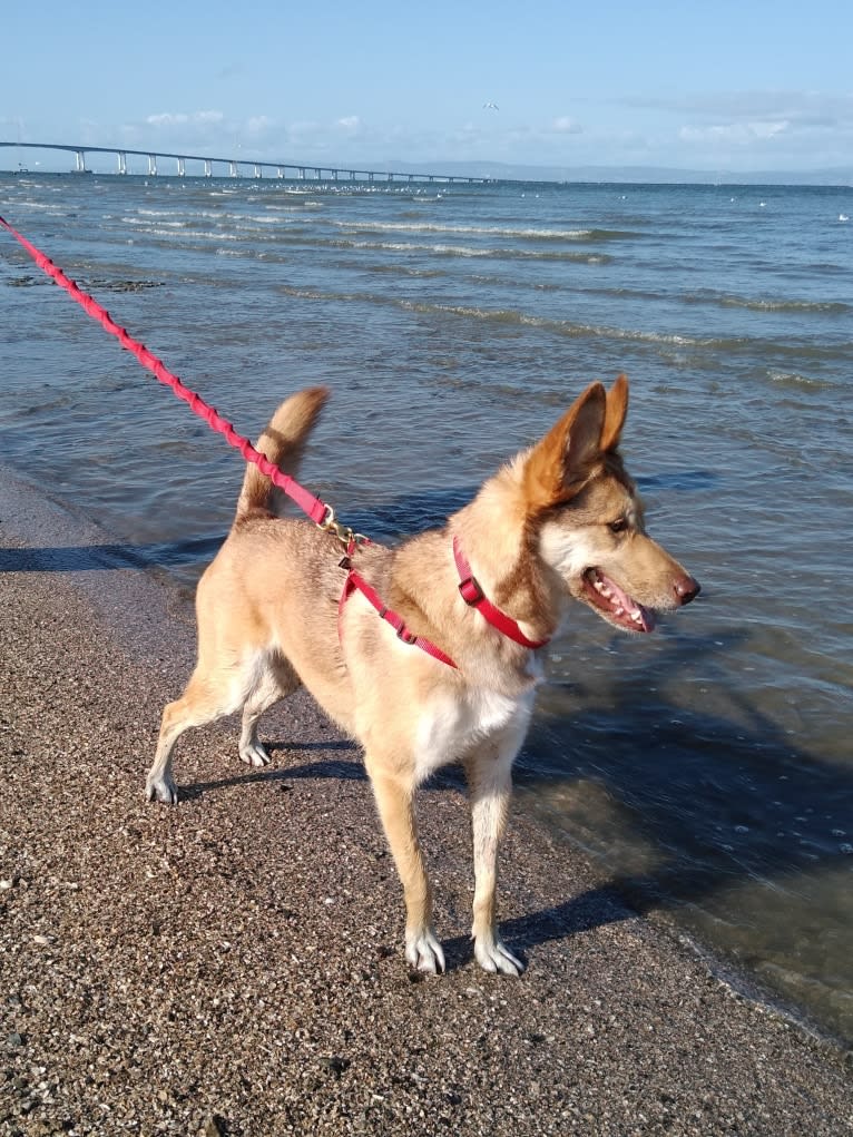 Reba, a Siberian Husky and German Shepherd Dog mix tested with EmbarkVet.com