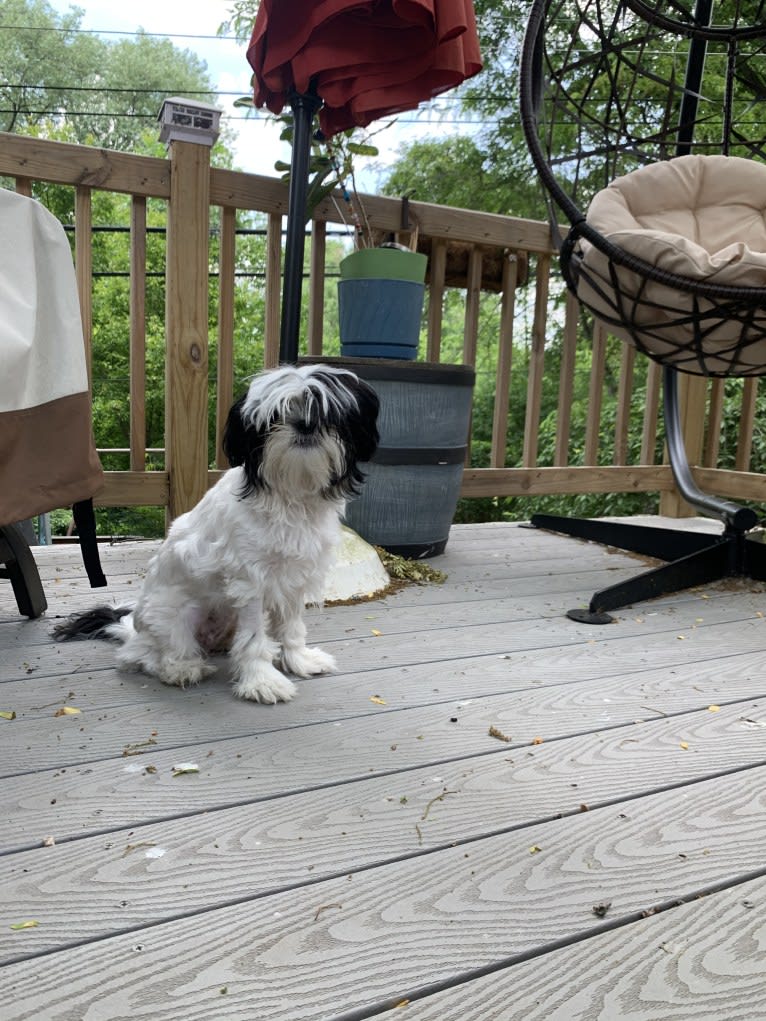 Luna, a Shih Tzu and Japanese Chin mix tested with EmbarkVet.com