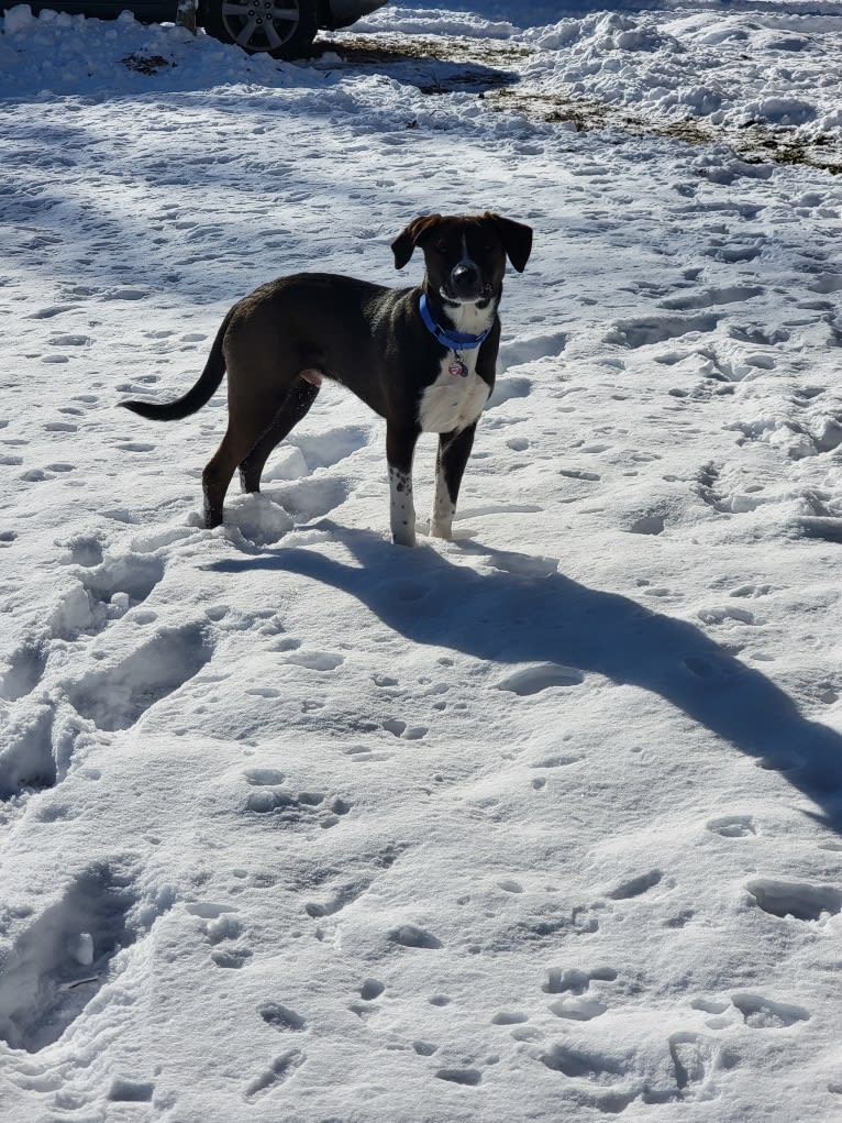 Boomer, an American Pit Bull Terrier and Labrador Retriever mix tested with EmbarkVet.com