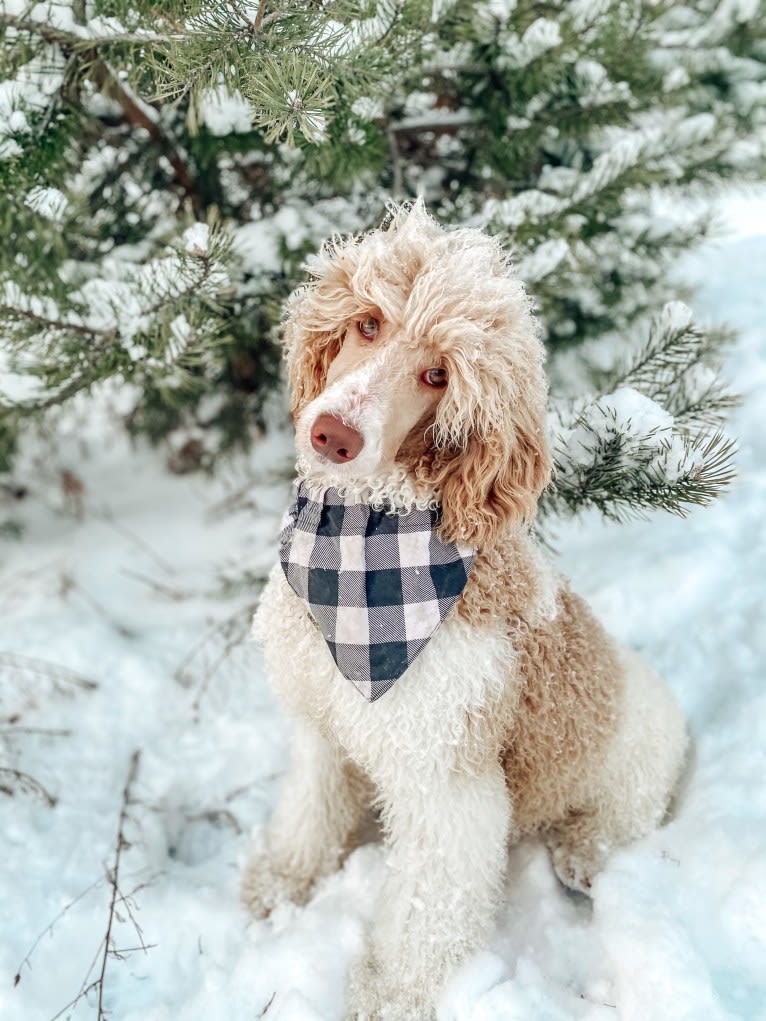 Togan, a Poodle (Standard) tested with EmbarkVet.com