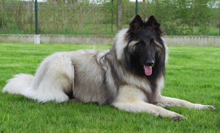 Qoiva de Roanelle, a Belgian Shepherd tested with EmbarkVet.com