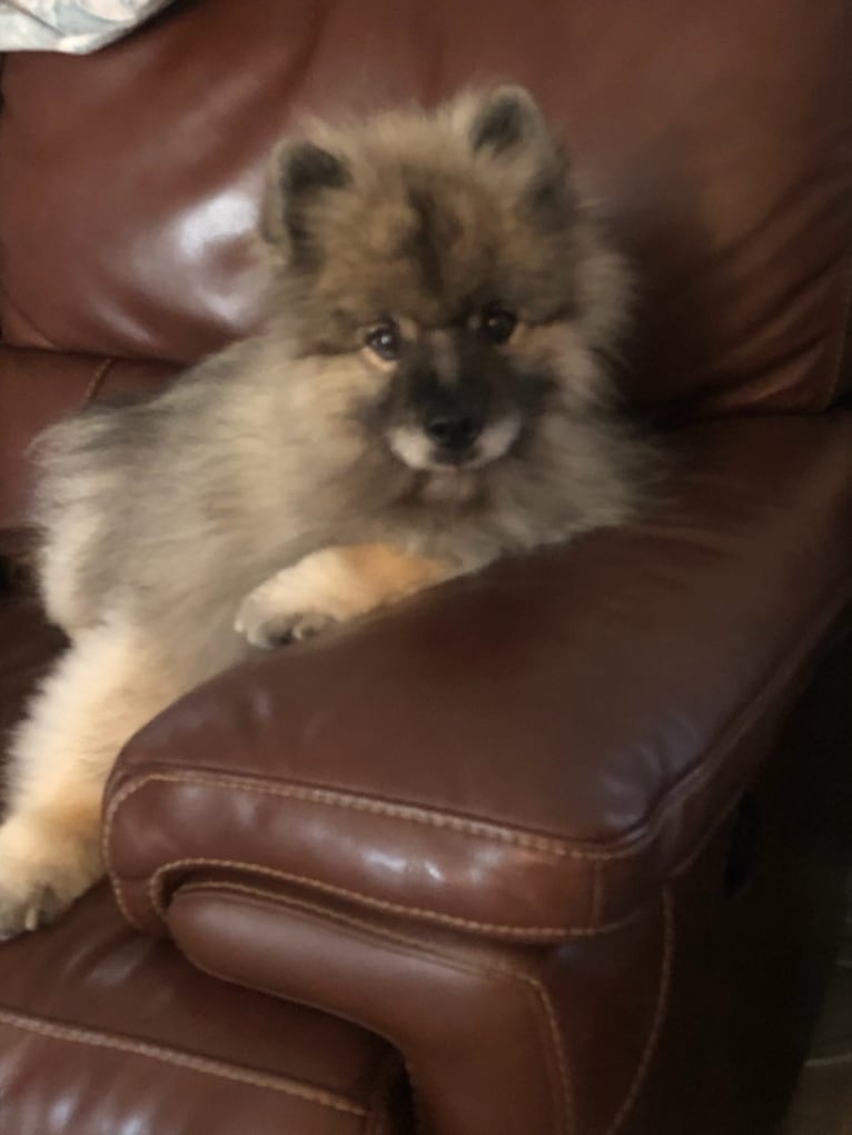 Nico, a Keeshond tested with EmbarkVet.com