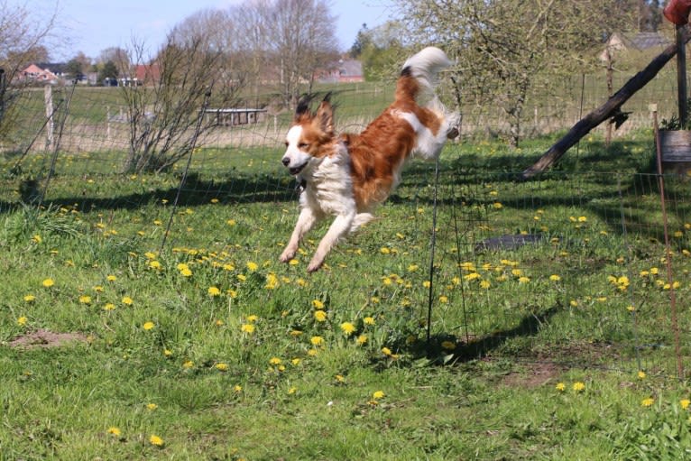 Nen`Sam Mio von BelMi, a Nederlandse Kooikerhondje tested with EmbarkVet.com