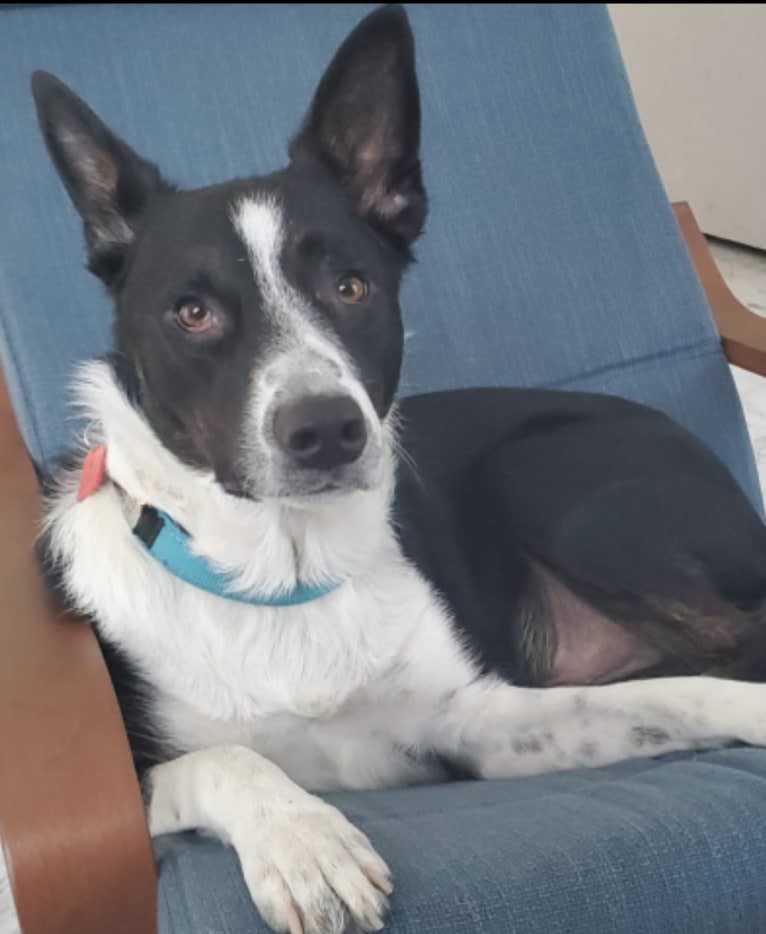 Storm, a Border Collie and Australian Cattle Dog mix tested with EmbarkVet.com