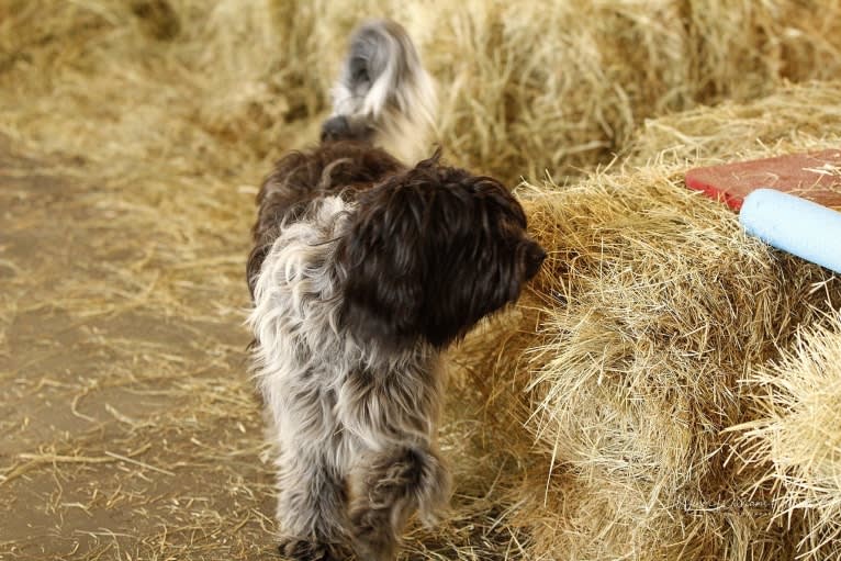 Saoirse, a Schapendoes tested with EmbarkVet.com