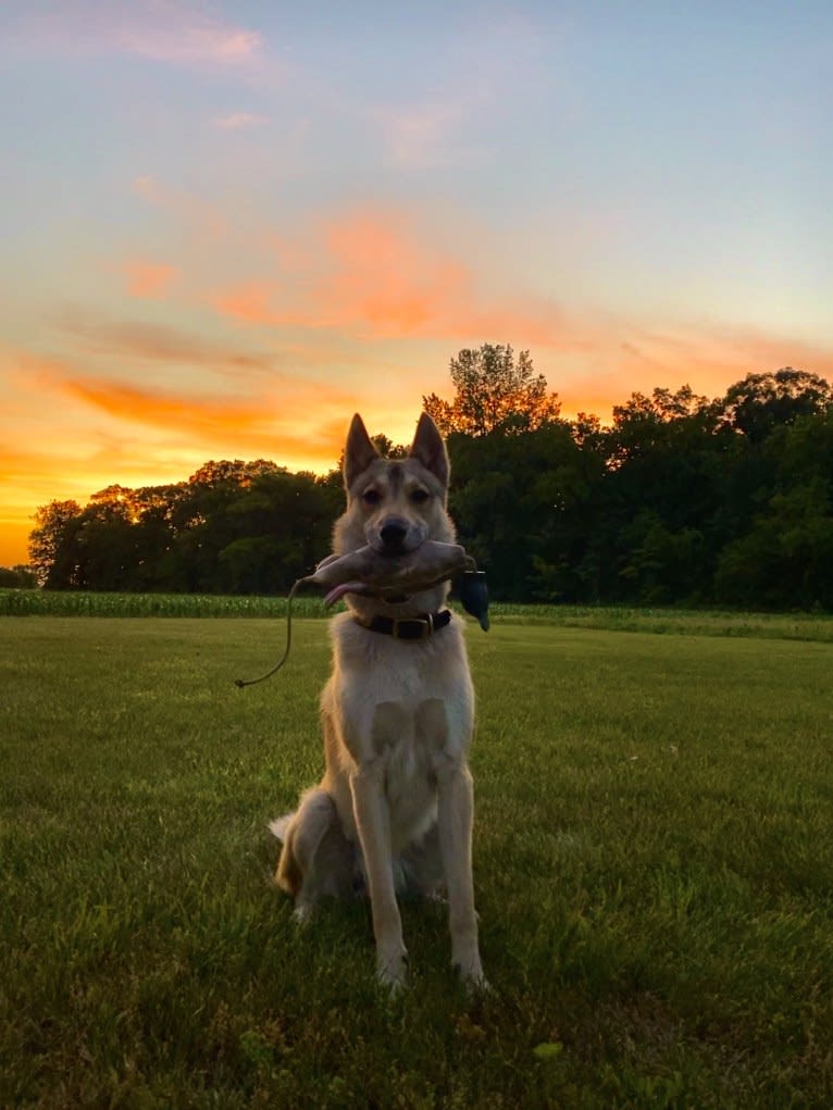 Balto, a West Siberian Laika tested with EmbarkVet.com