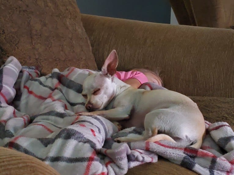 Panilla, a Chihuahua (12.9% unresolved) tested with EmbarkVet.com