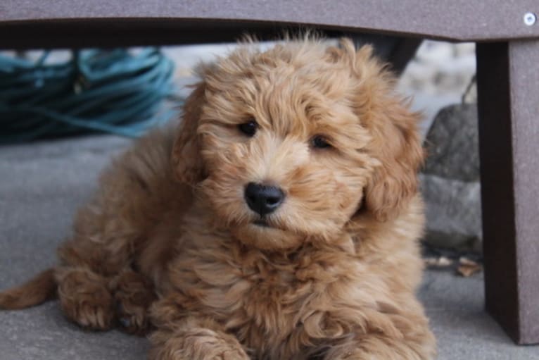 Charly, a Goldendoodle tested with EmbarkVet.com