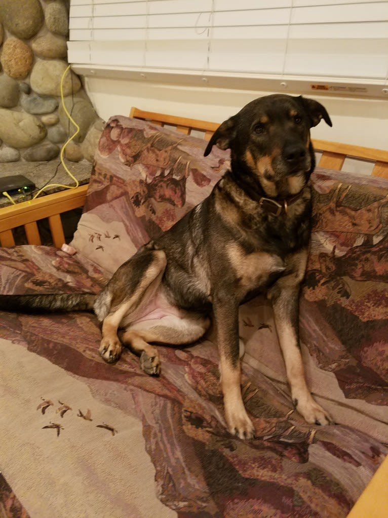 Wendy, a Rottweiler and Belgian Malinois mix tested with EmbarkVet.com