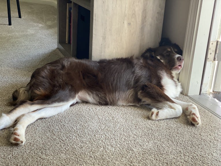 Hazelnut, a Border Collie and Siberian Husky mix tested with EmbarkVet.com