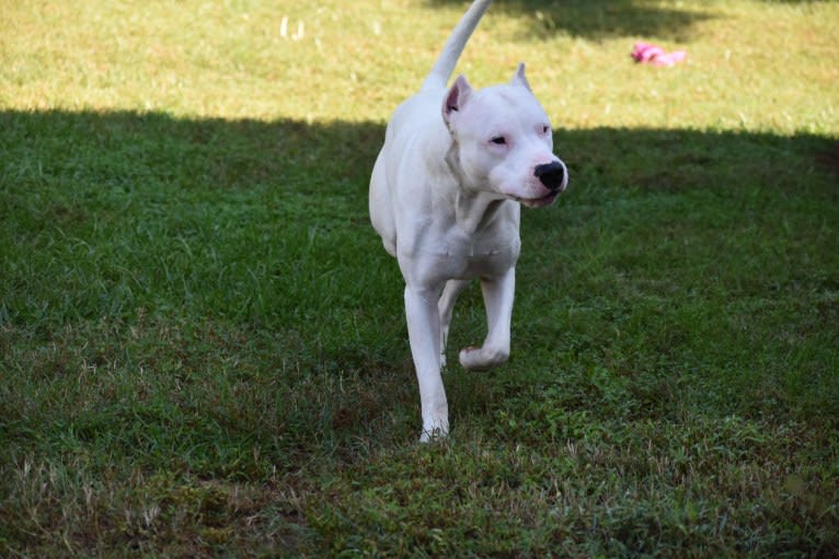 Zeus, a Dogo Argentino tested with EmbarkVet.com