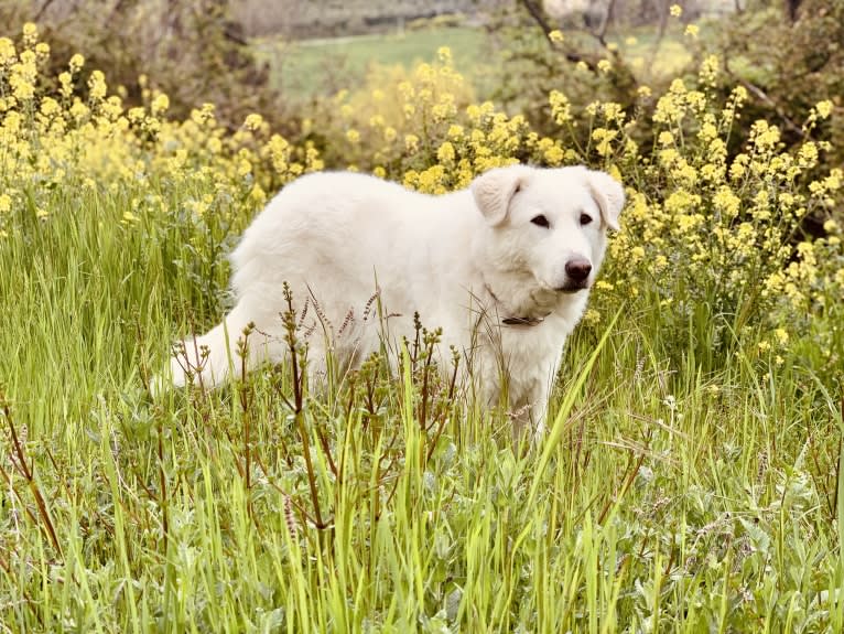 Abigail, an Eastern European Village Dog tested with EmbarkVet.com