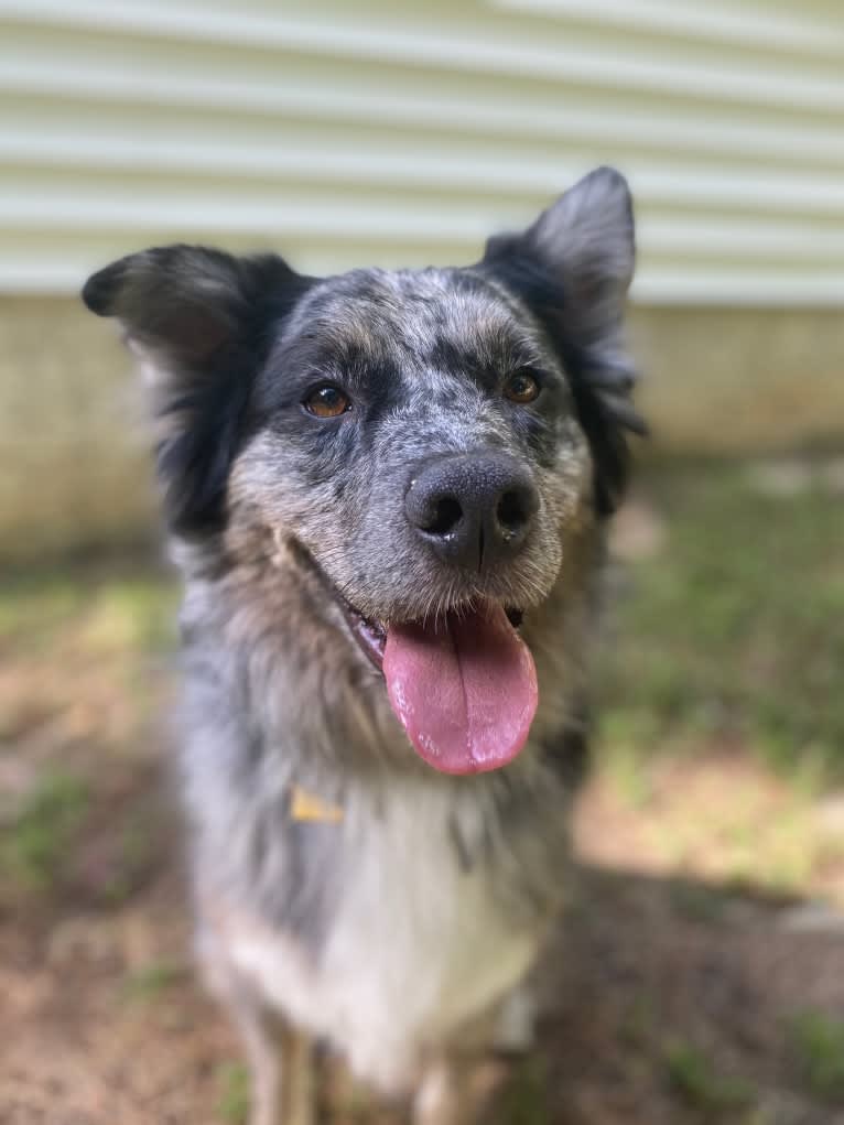 Dakota, an Australian Shepherd tested with EmbarkVet.com