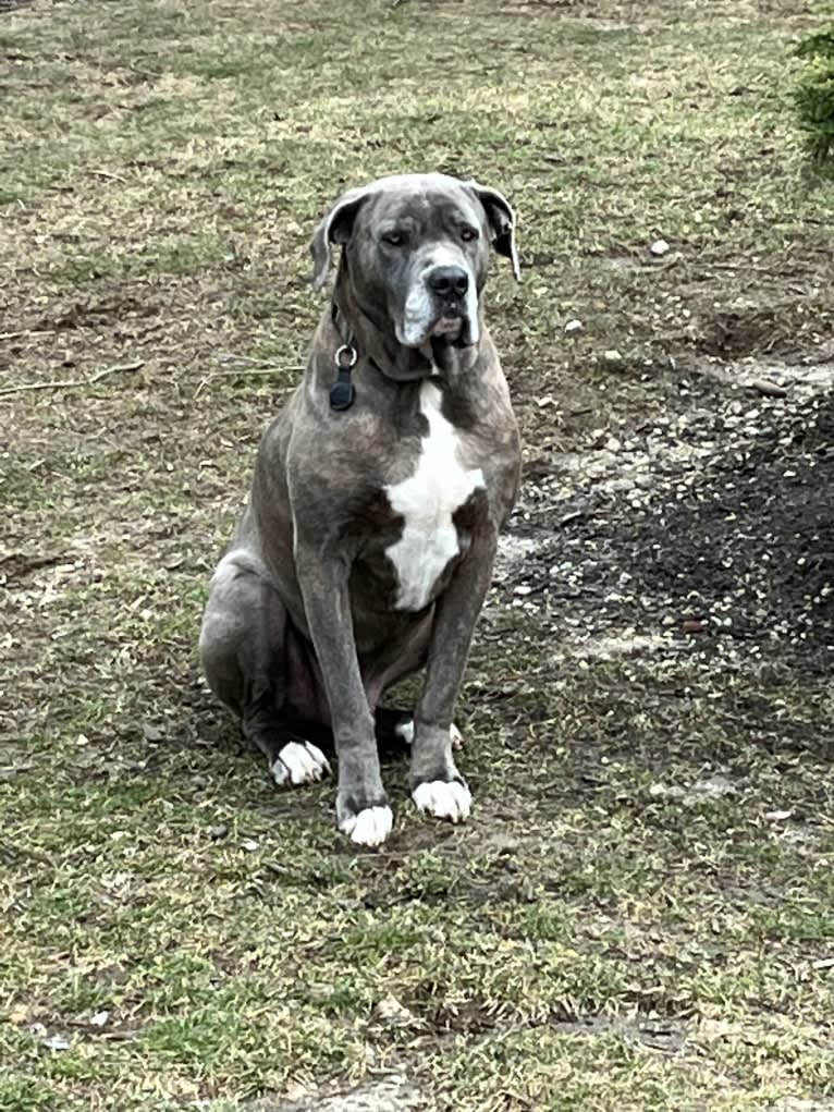 Brody, an American Bulldog and Neapolitan Mastiff mix tested with EmbarkVet.com