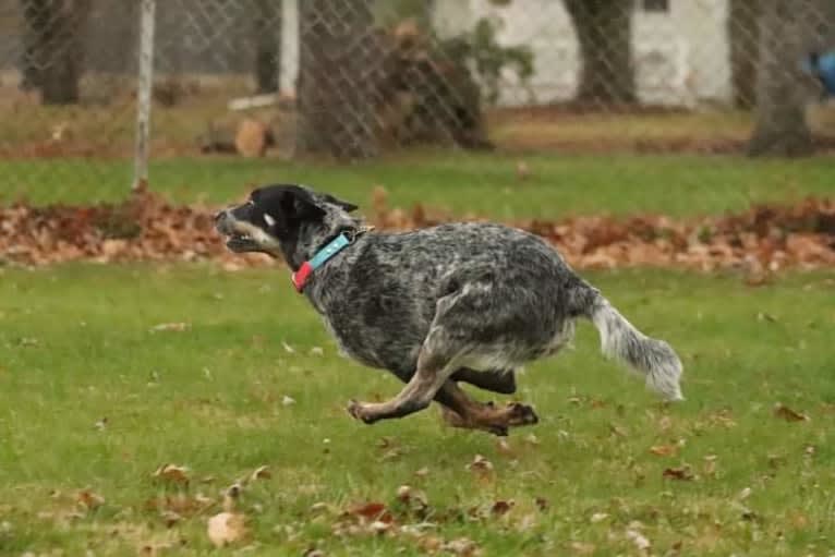 Millie AKA The Masked Millie, an Australian Cattle Dog tested with EmbarkVet.com