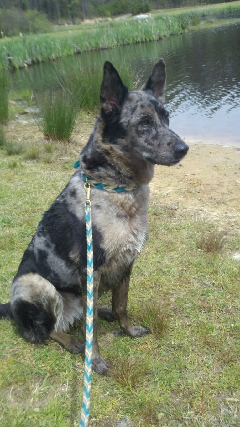 Troy, a German Shepherd Dog and Labrador Retriever mix tested with EmbarkVet.com