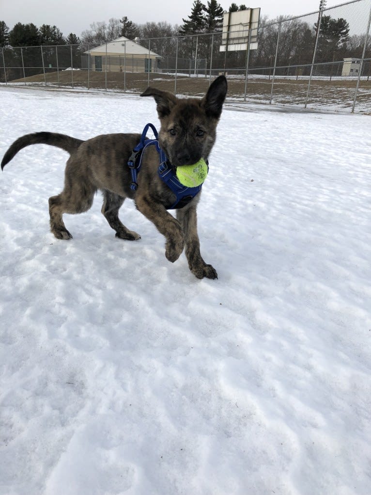 Kona, a Siberian Husky and German Shepherd Dog mix tested with EmbarkVet.com