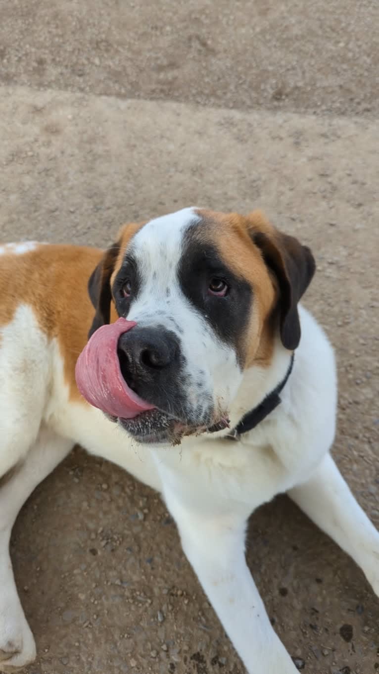 Charlie, a Saint Bernard tested with EmbarkVet.com