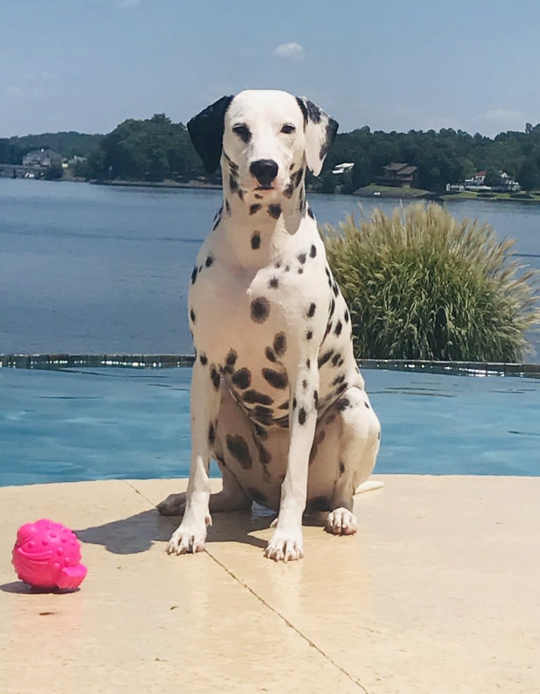 Dice, a Dalmatian tested with EmbarkVet.com