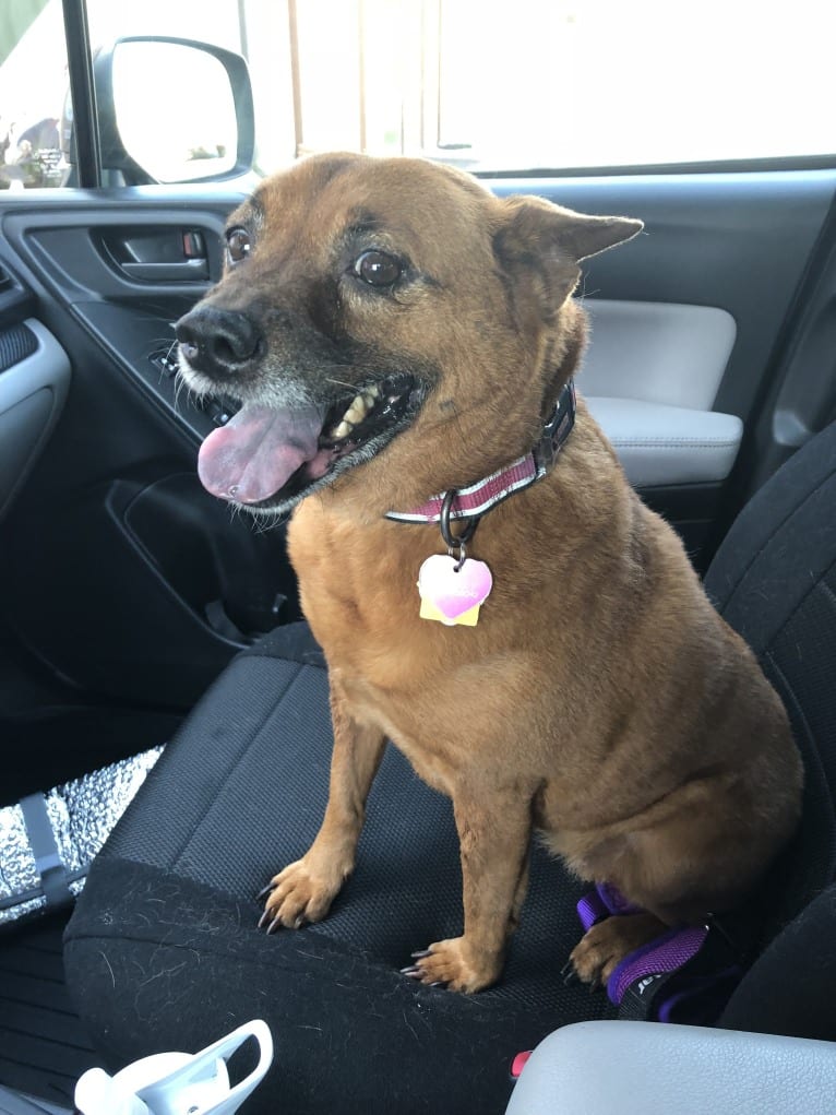 Shoka, a Chow Chow and Chihuahua mix tested with EmbarkVet.com