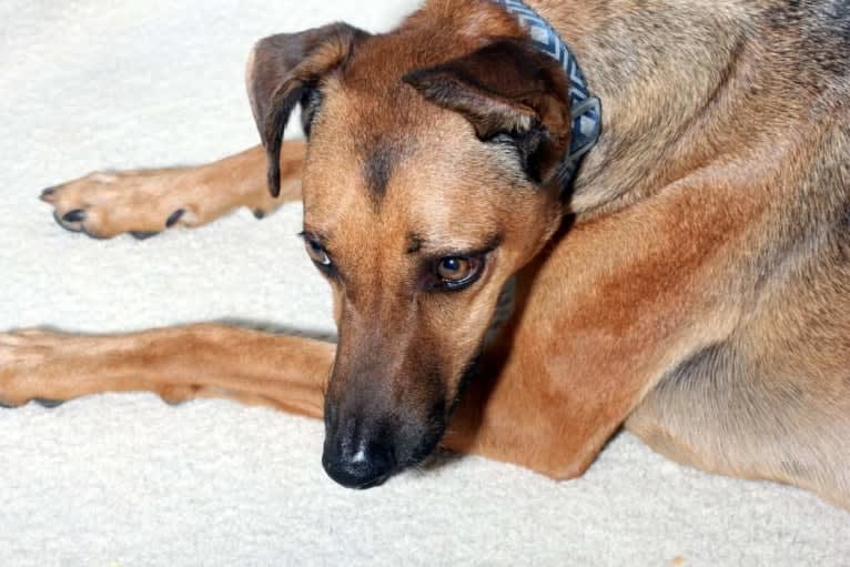 BeeGee, an Australian Kelpie and American Pit Bull Terrier mix tested with EmbarkVet.com
