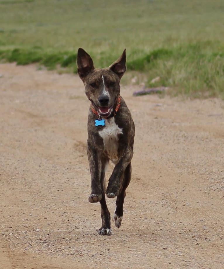 Aldo, an American Pit Bull Terrier and Australian Cattle Dog mix tested with EmbarkVet.com