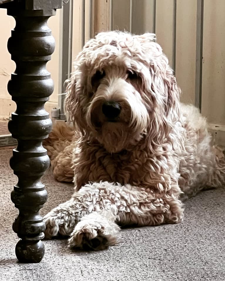 Ruby, a Goldendoodle tested with EmbarkVet.com
