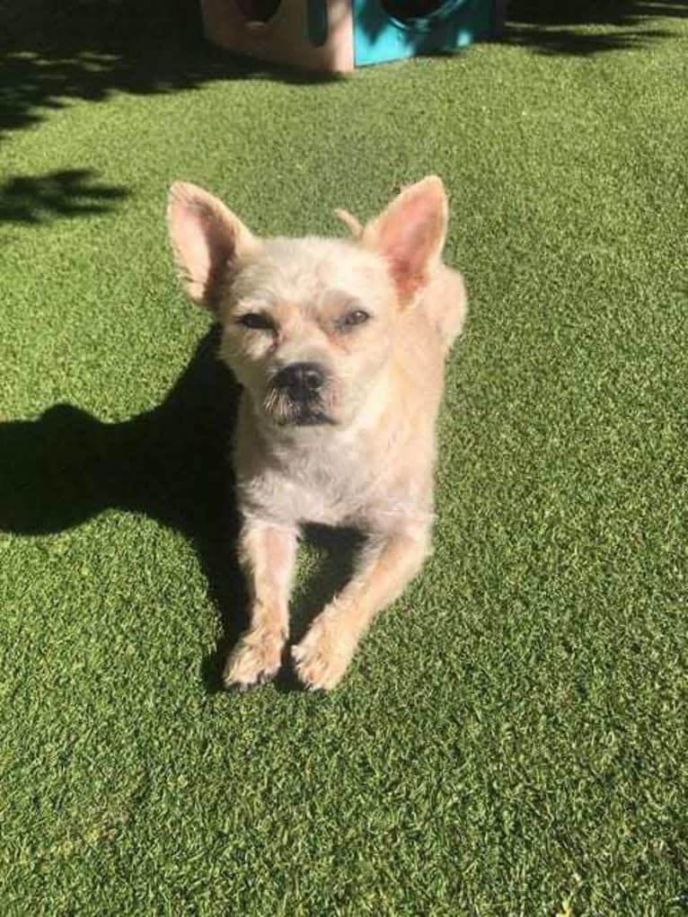 Feist, a Havanese and Cairn Terrier mix tested with EmbarkVet.com