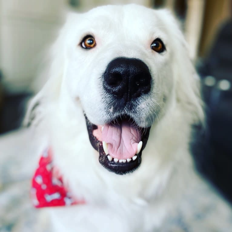 Bear, a Great Pyrenees and Labrador Retriever mix tested with EmbarkVet.com