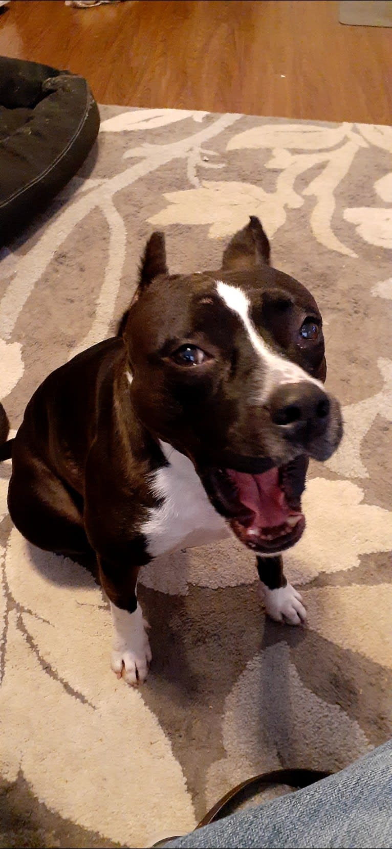 Rebel, an American Staffordshire Terrier tested with EmbarkVet.com